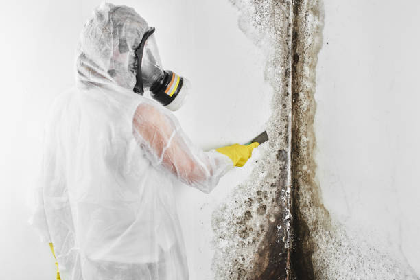 Best Black Mold Removal  in Southwest Sandhill, TX