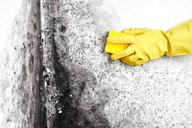 Best Mold Removal Company Near Me  in Southwest Sandhill, TX