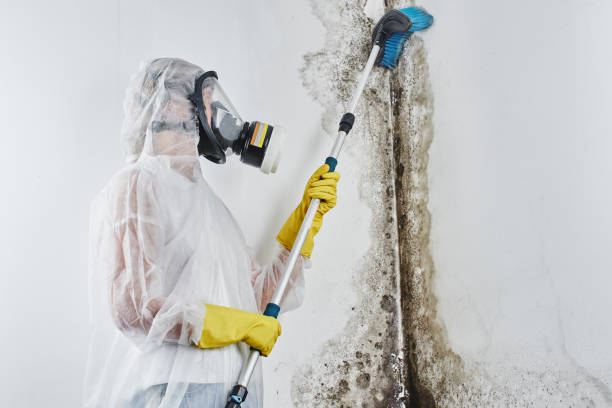 Best Professional Mold Removal  in Southwest Sandhill, TX