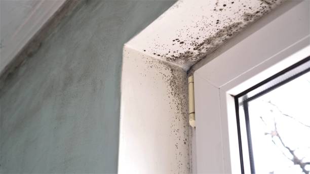Best Crawl Space Mold Removal  in Southwest Sandhill, TX