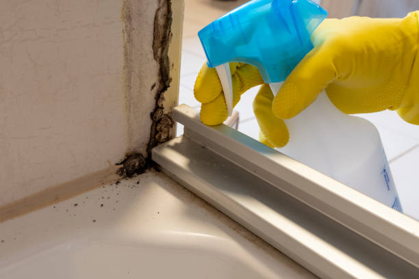 Best Commercial Mold Removal  in Southwest Sandhill, TX