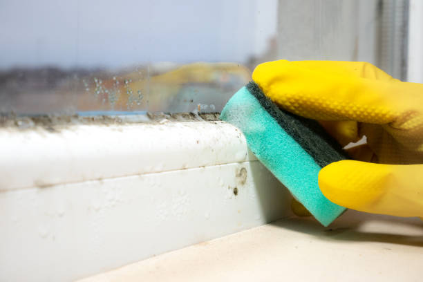 Professional Mold Removal in Southwest Sandhill, TX