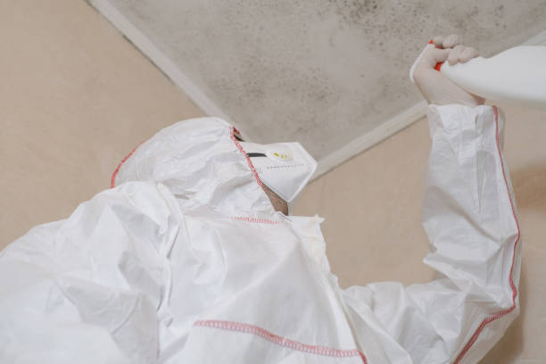 Best Mold Damage Repair  in Southwest Sandhill, TX