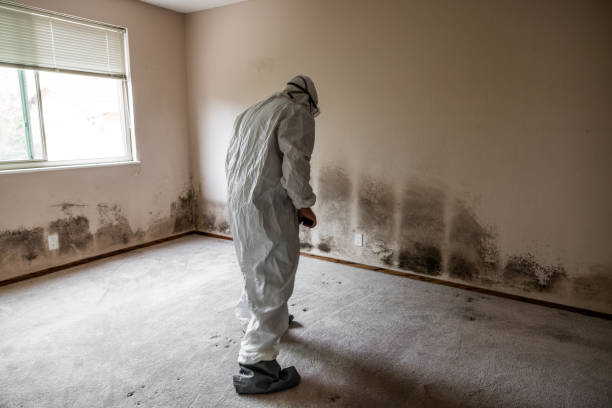 Crawl Space Mold Removal in Southwest Sandhill, TX