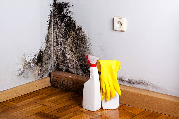 Professional Mold Removal in Southwest Sandhill, TX