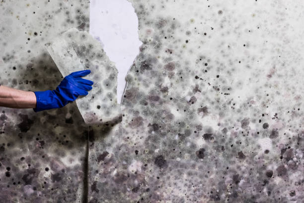 Best Mold Testing  in Southwest Sandhill, TX
